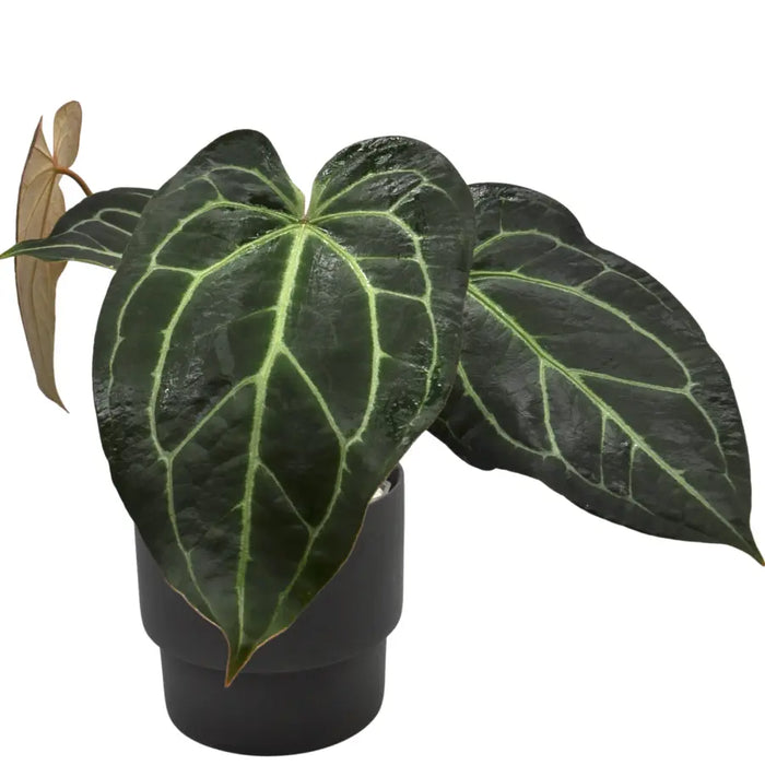 その他観葉植物 Anthurium crystallinum 'Black & Large' Anthurium Crystallinum x indoor plant — Green My Space