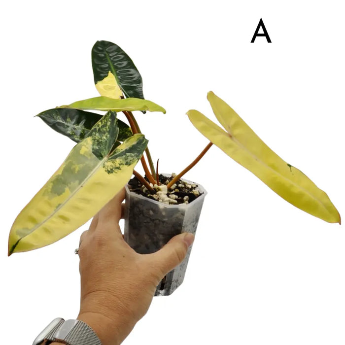 Philodendron Billietiae Variegata - soil
