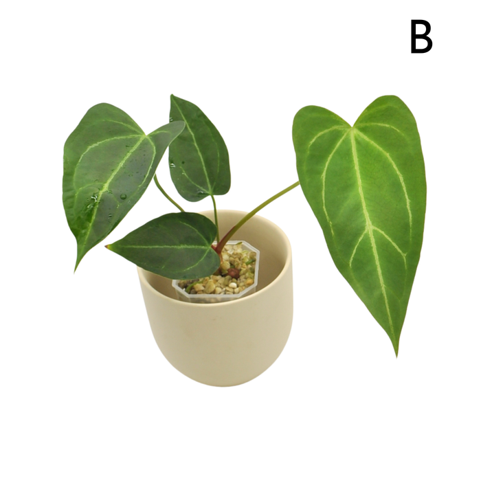 Anthurium Magnificum x Sanguineum