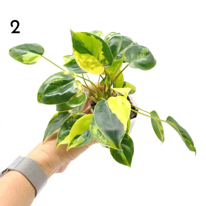 Variegated Philodendron Burle Marx