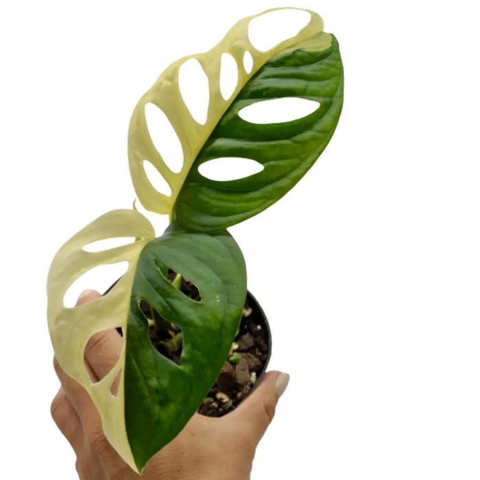 Monstera adansonii variegata
