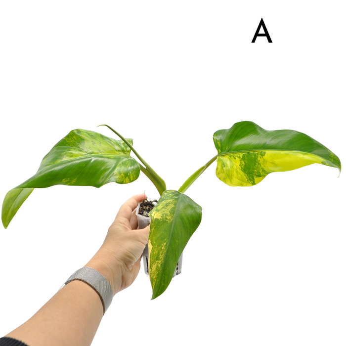Philodendron Domesticum Variegata