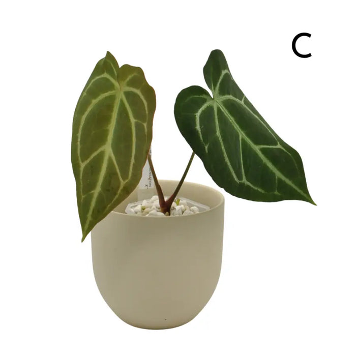 Anthurium  'Black Sensation' x (probably with Magnificum)