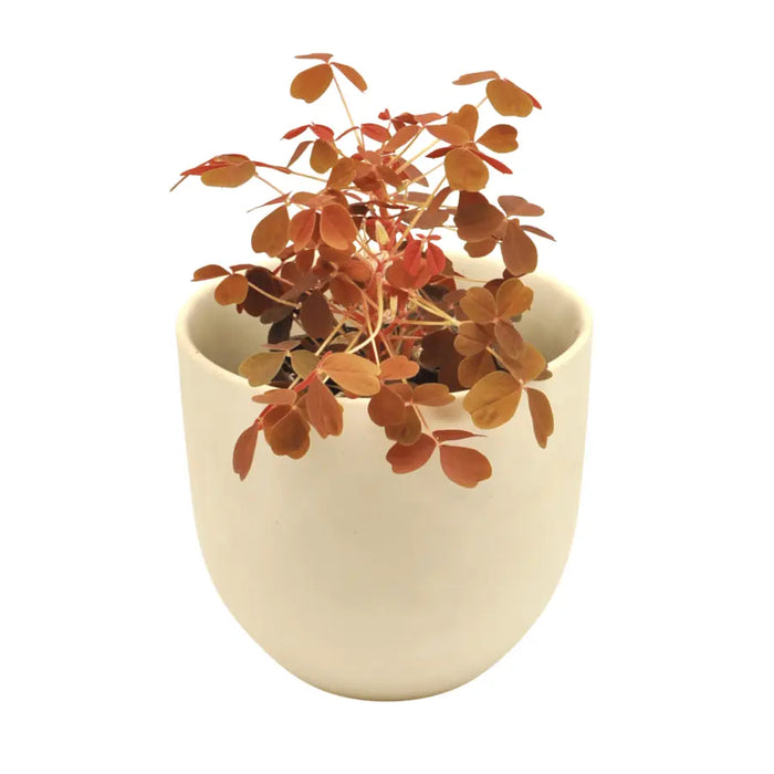 Oxalis Vulcanicola Molten Lava