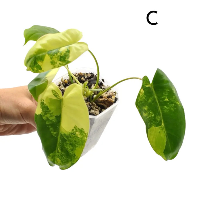 Variegated Philodendron Burle Marx