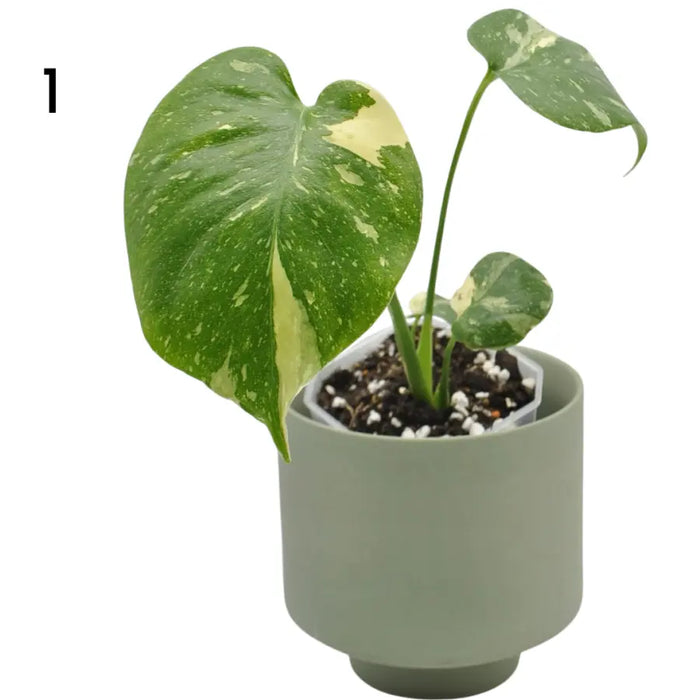 Monstera Deliciosa 'Thai Constellation'