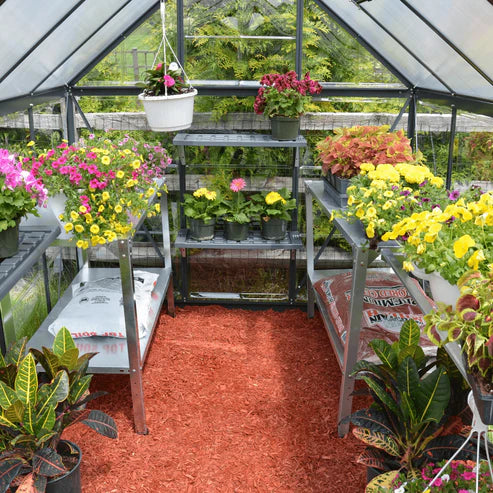 Interior of a 6x6 hybrid greenhouse showing shelving, flowering plants, and filtered sunlight through polycarbonate panels