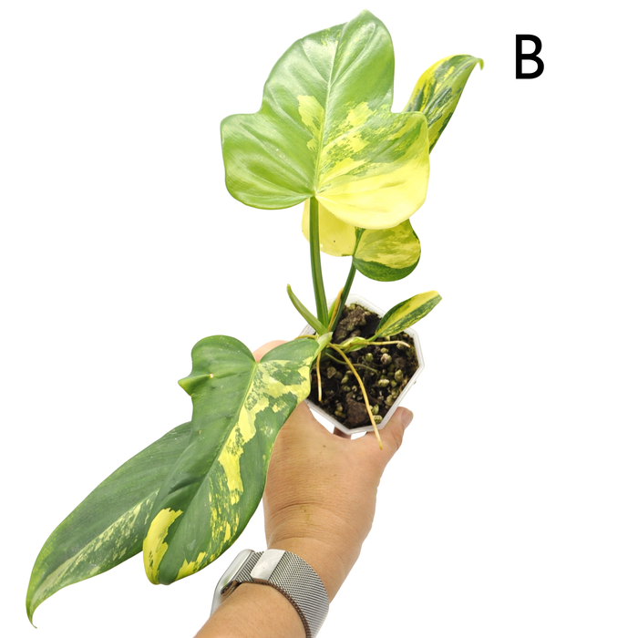 Philodendron Bipennifolium Variegata