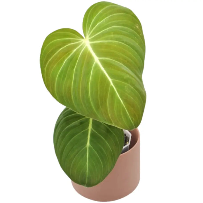 philodendron for sale australia Philodendron Glorious – Large Velvet Leaf Hybrid
