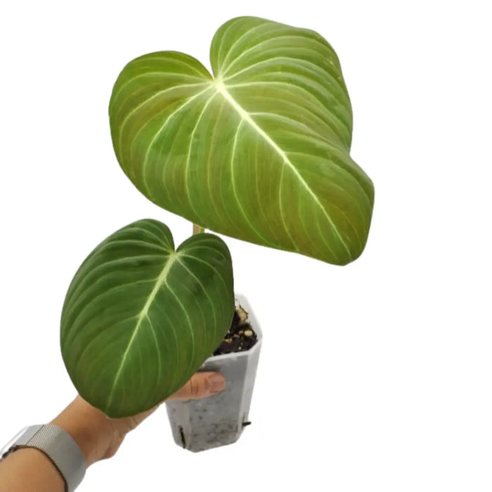 philodendron glorious care Philodendron Glorious – Large Velvet Leaf Hybrid