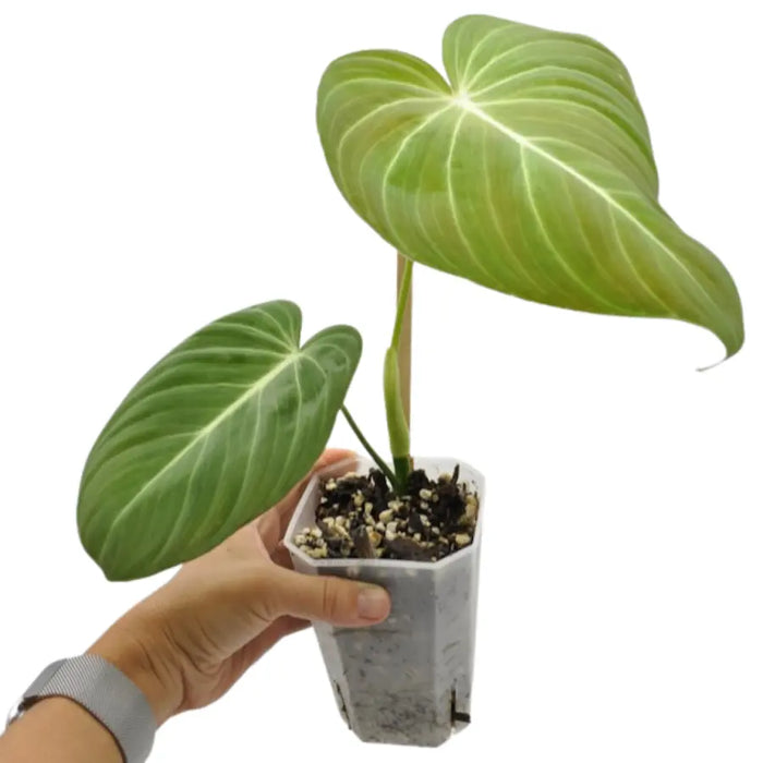 philodendron glorious hybrid Philodendron Glorious – Large Velvet Leaf Hybrid