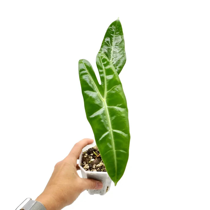 Alocasia  Longiloba 'May'