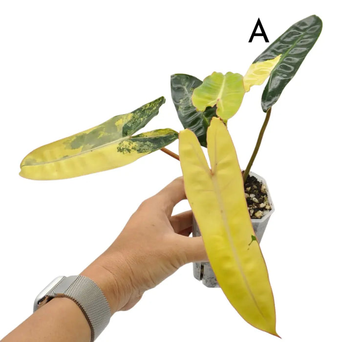 Philodendron Billietiae Variegata - soil