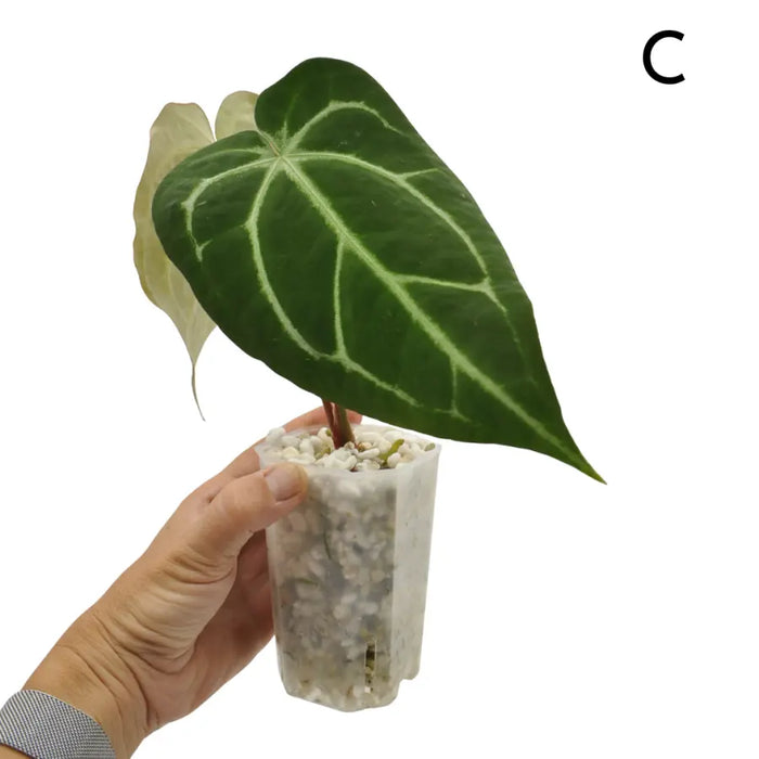 Anthurium  'Black Sensation' x (probably with Magnificum)