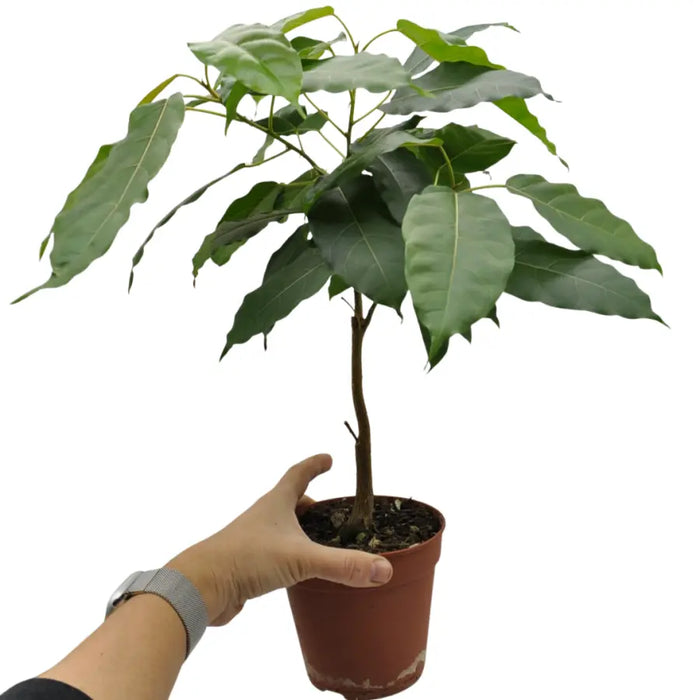 Ficus virens (White Fig)