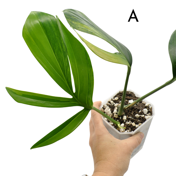 Rhaphidophora decursiva 'Aurea'