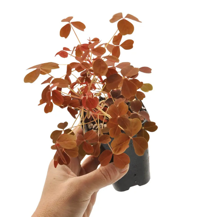 Oxalis Vulcanicola Molten Lava