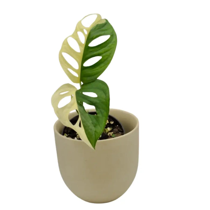 Monstera adansonii variegata