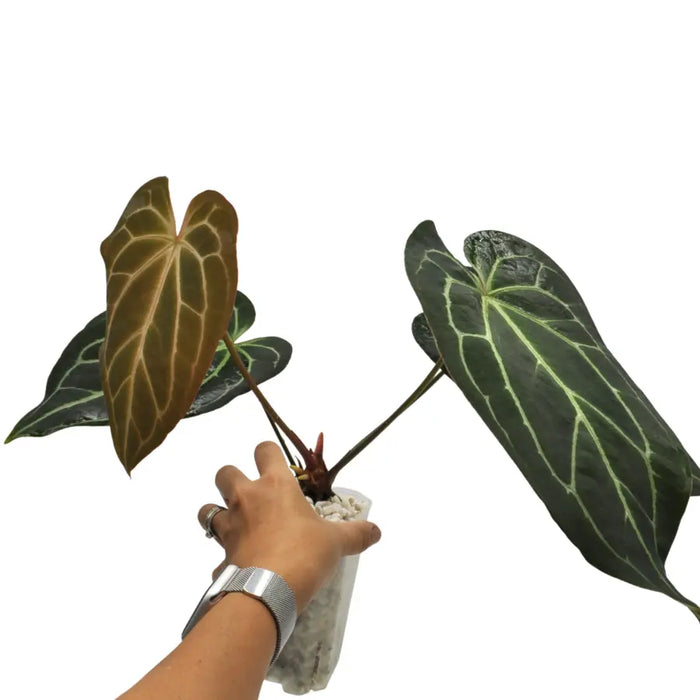 Anthurium Crystallinum x (hydro)