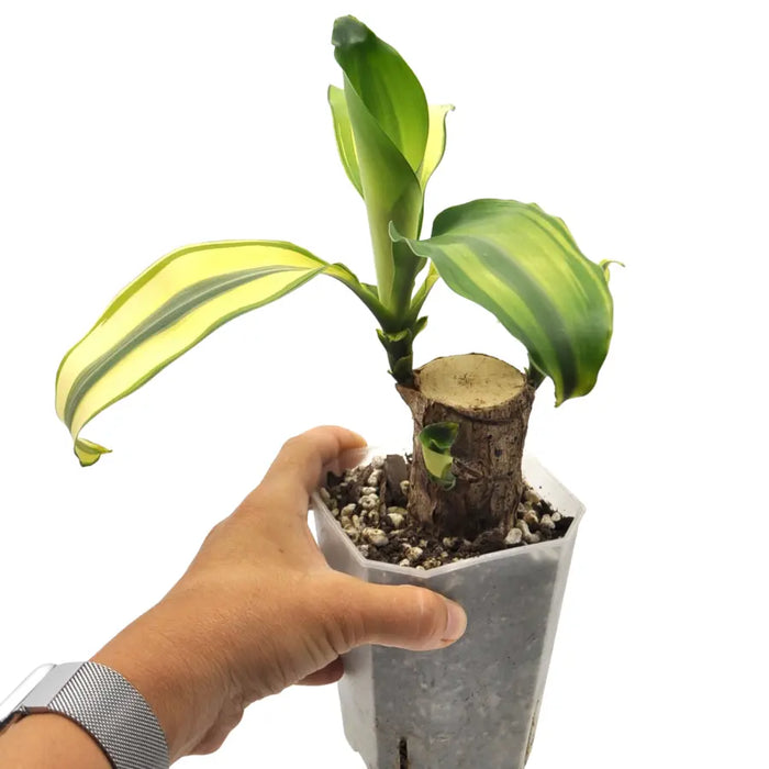 Dracaena Fragrans Lemon Lime