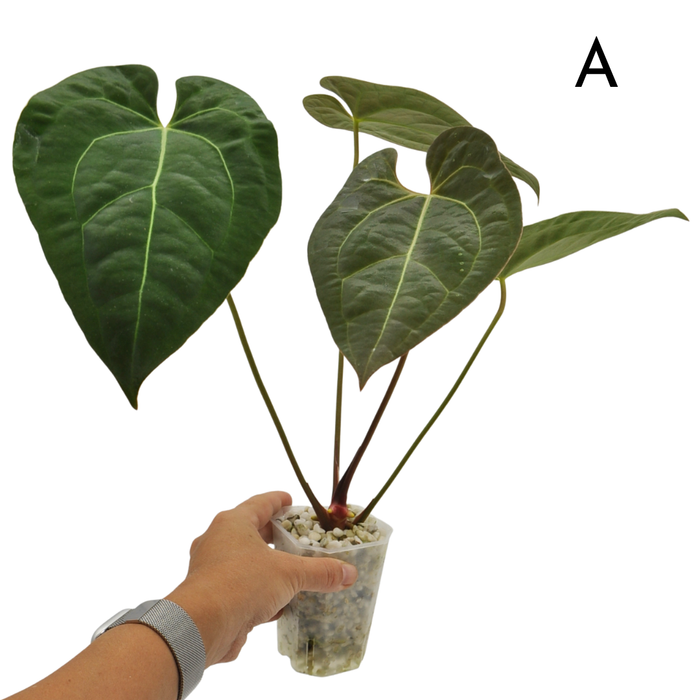 Anthurium magnificum x BHP