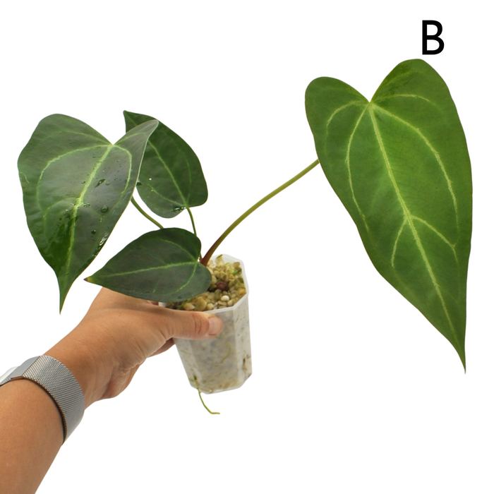 Anthurium Magnificum x Sanguineum