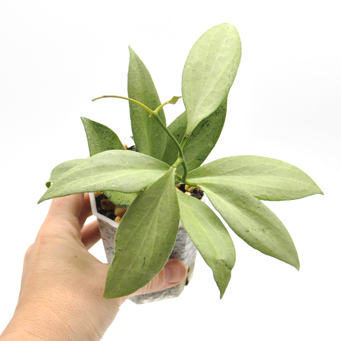 Hoya nicholsoniae 'New Guinea Ghost'