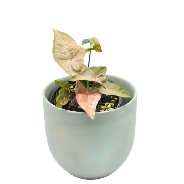 Syngonium Pink Spot (non TC)