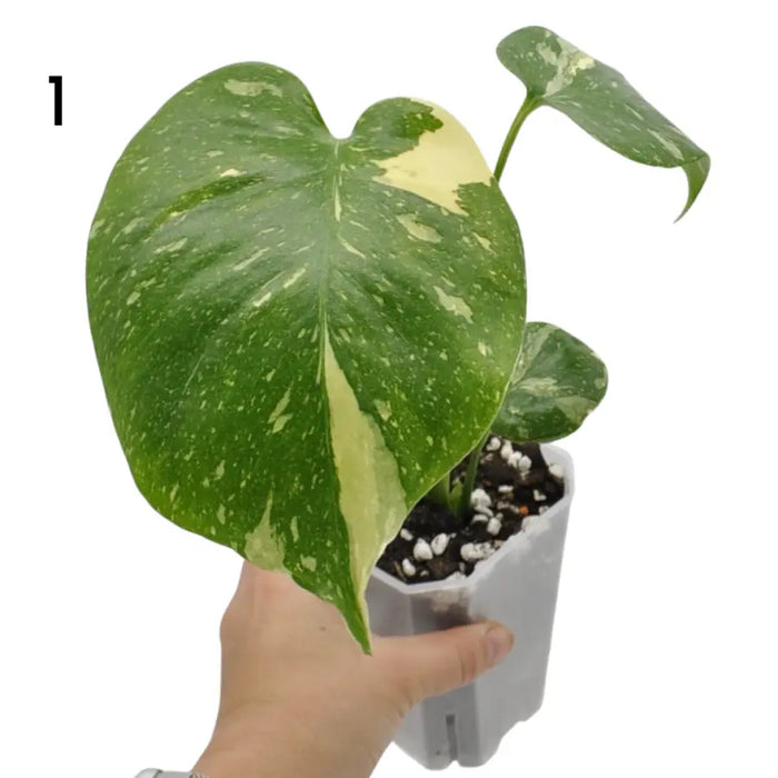 Monstera Deliciosa 'Thai Constellation'