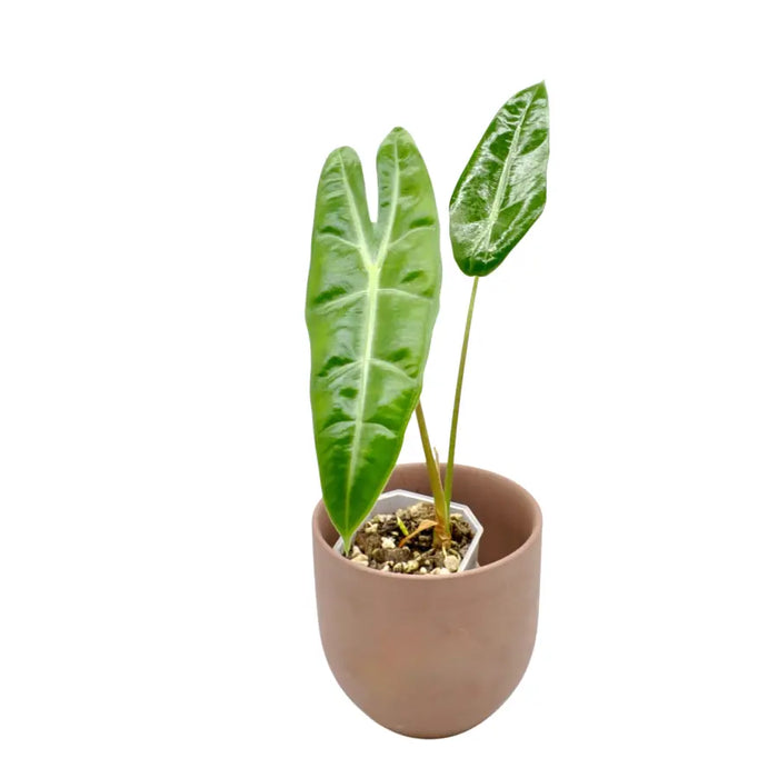 Alocasia  Longiloba 'May'