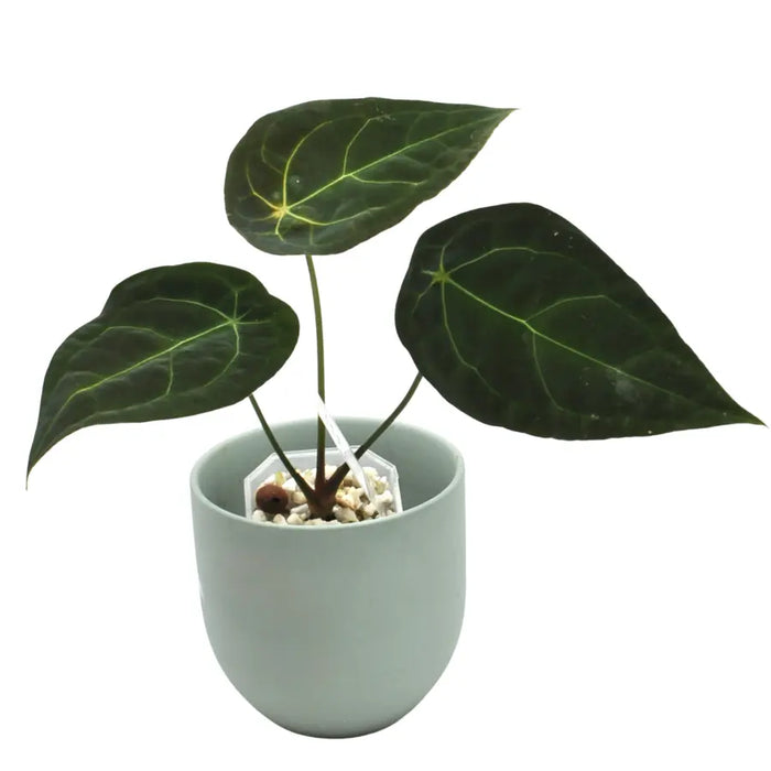 Anthurium Forgetii x