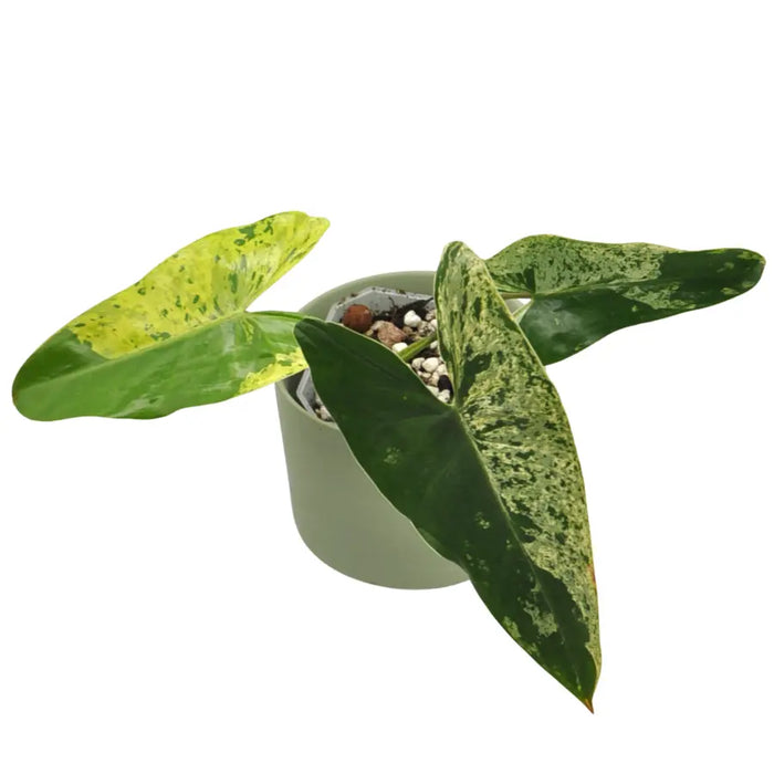 Philodendron Ilsemanii Variegata