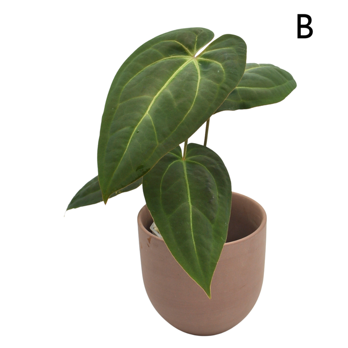 Anthurium magnificum x BHP