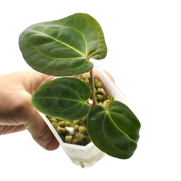 Anthurium magnificum x BHP