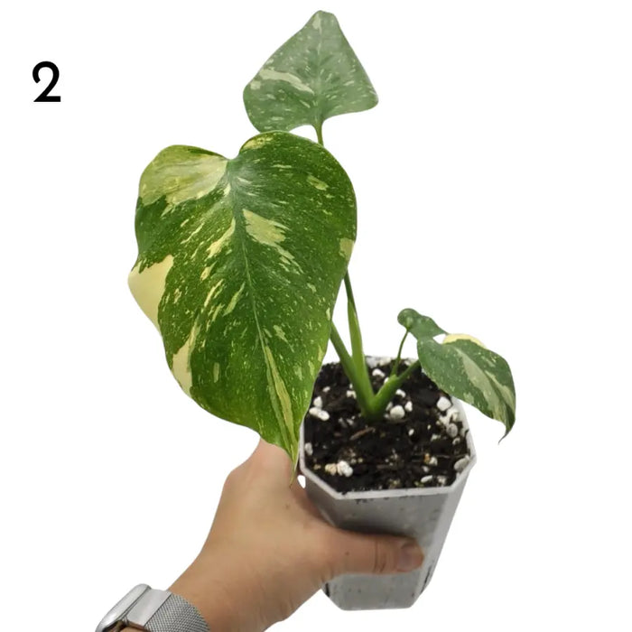 Monstera Deliciosa 'Thai Constellation'