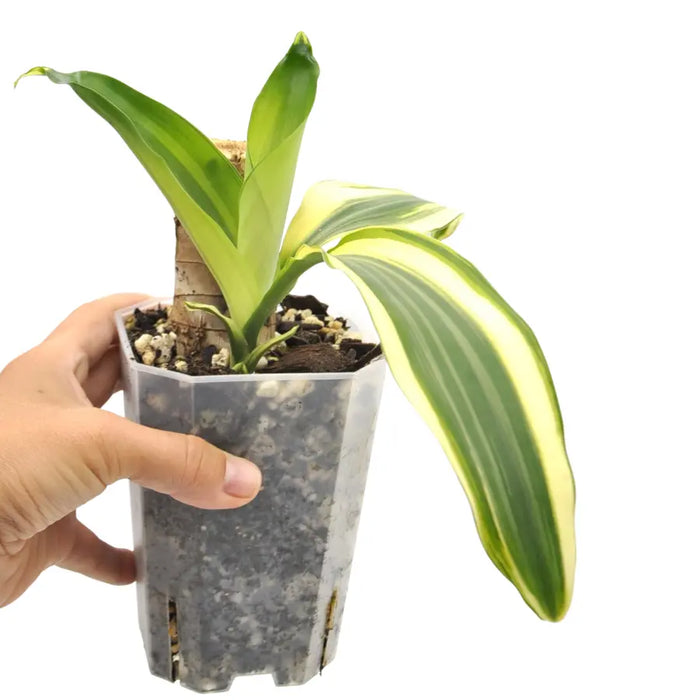 Dracaena Fragrans Lemon Lime