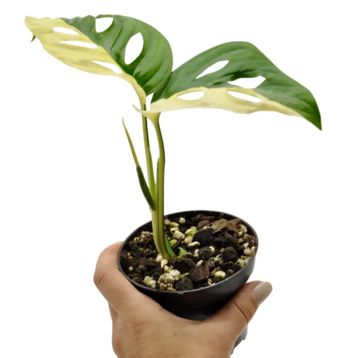 Monstera adansonii variegata