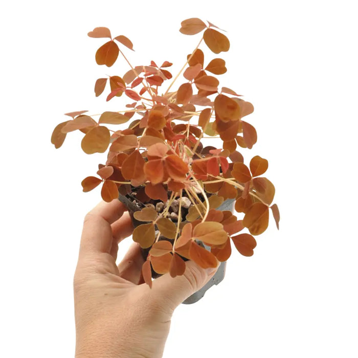 Oxalis Vulcanicola Molten Lava