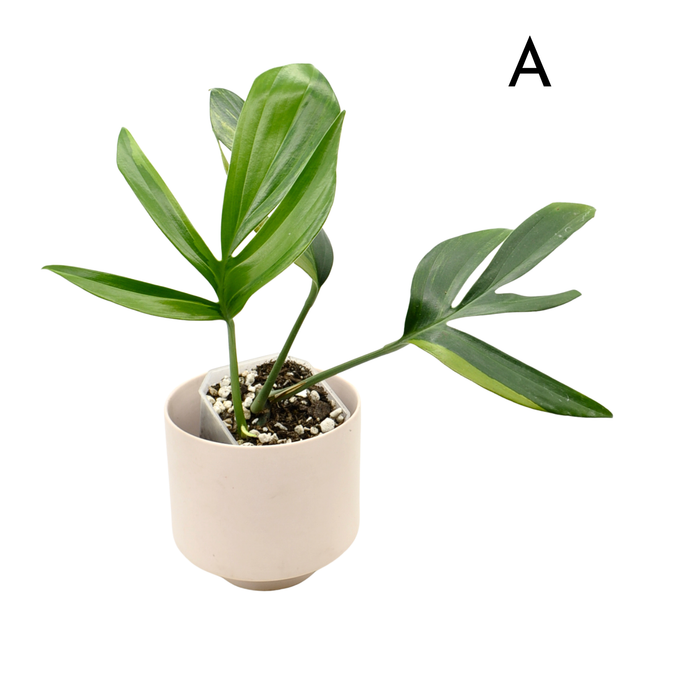 philodendron decursiva Rhaphidophora decursiva 'Aurea' – Variegated Dragon Tail Plant — Green My Space