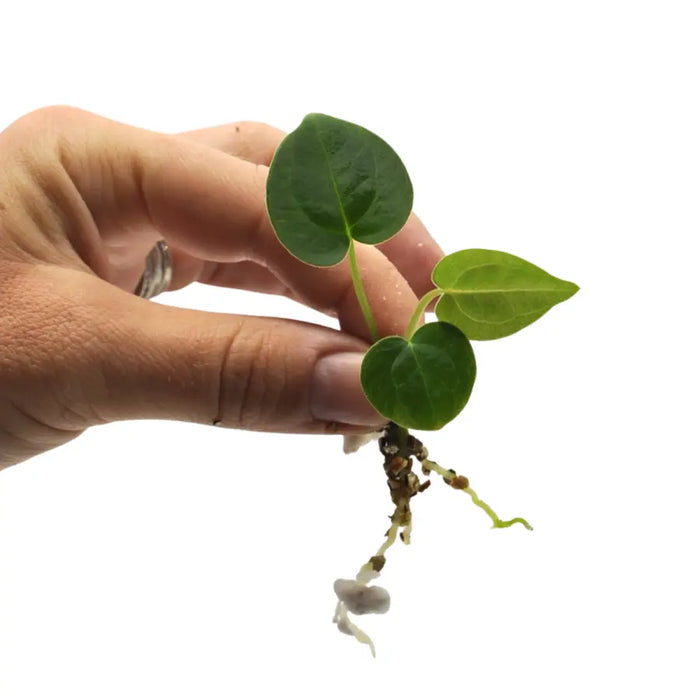 Anthurium (Hoffmannii x Crystallinum ) X ( Forgetii x Crystallinum)  seedling