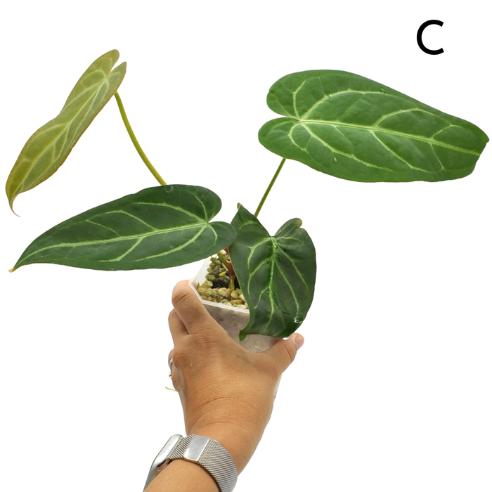 Anthurium Magnificum x Sanguineum