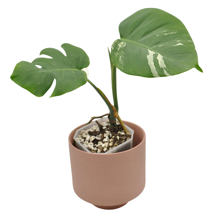 Monstera Borsigiana 'Albo' Variegata (soil)