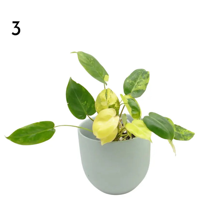 Variegated Philodendron Burle Marx