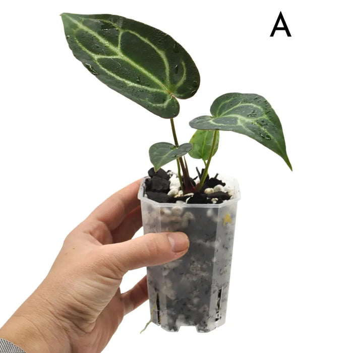 Anthurium Wild Crystallinum X Forgetii x