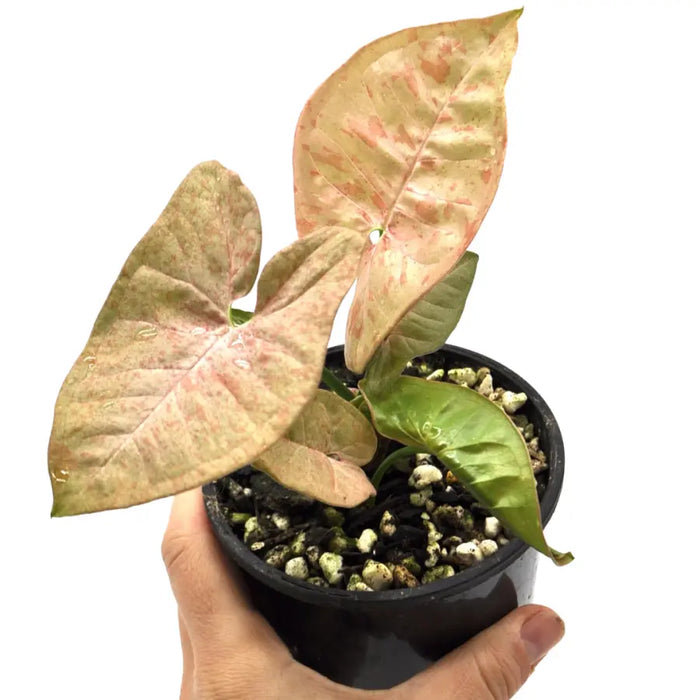 Syngonium Pink Spot (non TC)