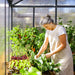 Growing leafy vegetables inside a walk-in greenhouse