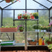 Interior of 8x12 Glory greenhouse with shelving and plants inside