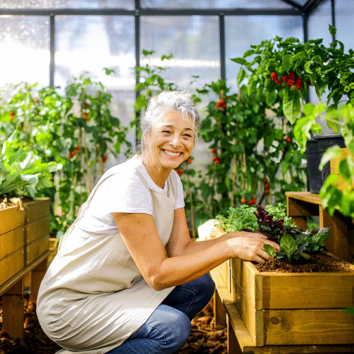 Harvesting vegetables inside a walk-in greenhouse