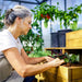 Gardener planting inside a walk-in greenhouse