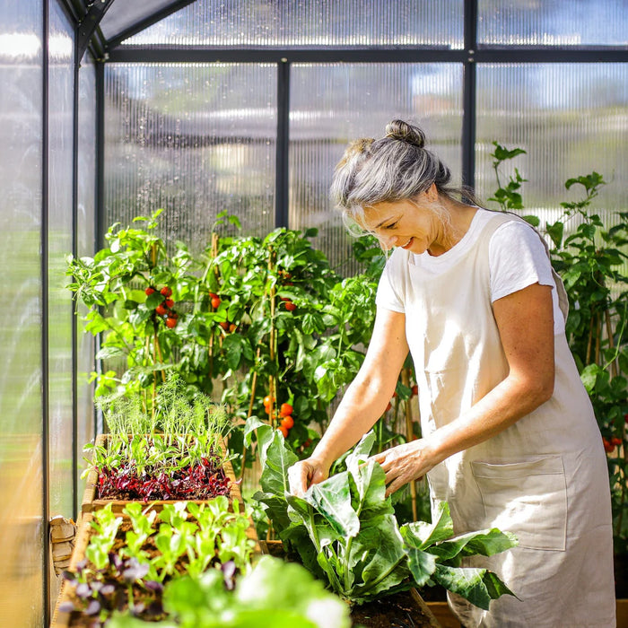 Harvesting vegetables inside a walk-in greenhouse